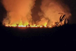 An Giang: Đang điều tra, xác minh nguyên nhân vụ cháy đồng cỏ ở xã Giang Thành