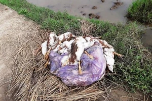 Thái Bình xuất hiện dịch cúm A/H5N6