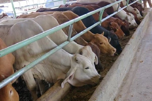 Ảnh minh họa. Nguồn: Internet