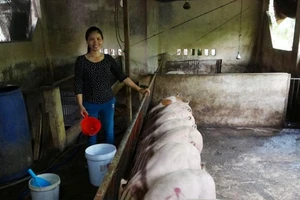 Thực hư heo ăn hèm rượu 'thoát' dịch tả heo châu Phi