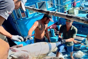 EU sẽ sang Việt Nam kiểm tra về việc khắc phục 'thẻ vàng'