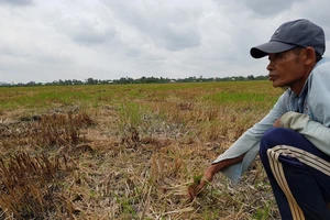 120 nghìn hộ dân miền Tây sẽ thiếu nước sinh hoạt vì mặn