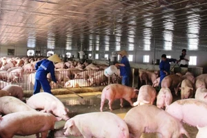 Việt Nam xuất gần 70 tấn thịt heo đông lạnh sang Hong Kong