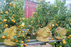 Chuột vàng cõng quất lạ mắt giá bạc triệu hút khách