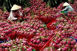 Thanh long rớt giá còn 5.000 đồng/kg vì virus Corona