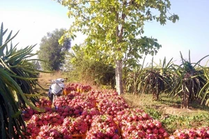 Cửa xuất ngoại hé mở, giá thanh long nhảy lên 33.000 đồng/kg