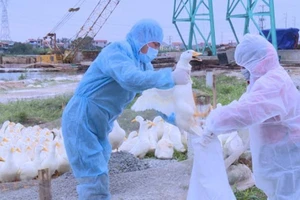 Tăng thêm 10 ổ dịch cúm gia cầm trong vòng 10 ngày