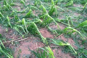 Một người dân tại Lào Cai bị sét đánh tử vong