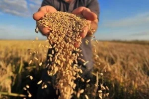 Hạn mặn khốc liệt, ĐBSCL vẫn thắng lớn vụ đông xuân