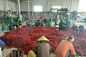 Cách làm sáng tạo ứng phó COVID-19 của các HTX nông nghiệp