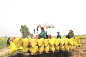 Báo cáo Thường vụ Quốc hội về xuất khẩu gạo