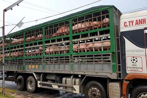 Ảnh minh họa: Dân Việt