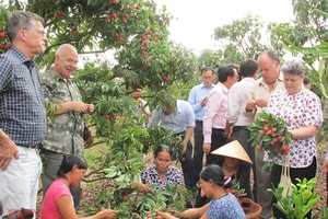 Bộ Công Thương vào cuộc thúc đẩy xuất khẩu vải tươi sang Nhật 