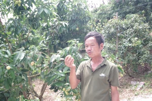 Gỡ khó để quả vải đặc sản Việt bay sang Nhật Bản