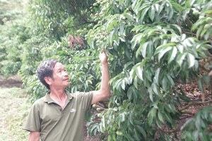 'Tôi rất muốn người Nhật được ăn quả vải đặc sản Bắc Giang'