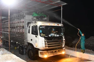 Heo sống Việt Nam mua từ Thái Lan có gì đặc biệt?