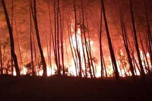 Báo cáo Thủ tướng về cháy rừng liên tiếp tại Nghệ An, Hà Tĩnh