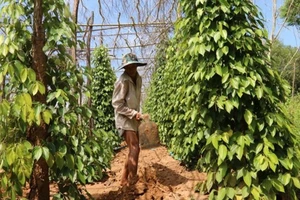 58 container tiêu của doanh nghiệp Việt bị kẹt ở Nepal