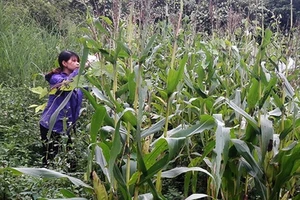 Vì sao đàn châu chấu từ Trung Quốc tràn sang Việt Nam?