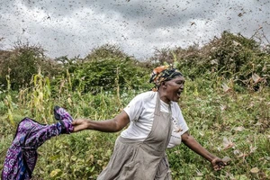 Châu chấu rời Việt Nam, bay trở lại Trung Quốc