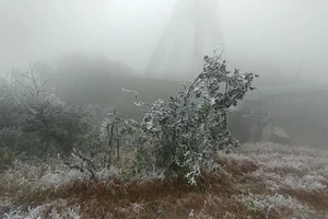 Băng tuyết, rét hại khiến Lào Cai thiệt hại lớn