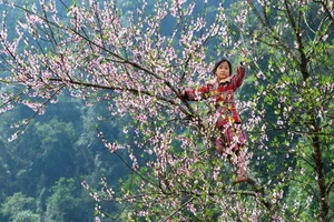 Sơn La kiến nghị Thủ tướng cho truy xuất nguồn gốc cây đào. Ảnh minh họa: Internet
