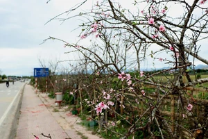 Một góc phố đào rừng bên sông Nậm Rốm (Điện Biên). Ảnh: TTXVN