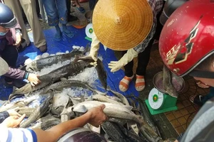 Phát hiện các hình thái cá tầm không được phép kinh doanh ở VN