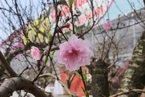 Dự báo thời tiết ba miền dịp Tết Nguyên đán Tân Sửu 2021