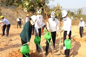 EVN phấn đấu trồng 1 triệu cây xanh