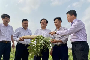 Ông Lê Minh Hoan (đứng giữa) cùng lãnh đạo Sở NN&PTNT Hà Nội thăm cánh đồng xã Tráng Việt vào tháng 3-2021. Ảnh: VGP