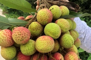 Đặc sản vải thiều Hải Dương, Bắc Giang sắp lên chợ online