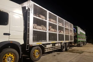 Việt Nam tạm ngừng nhập khẩu heo sống từ Thái Lan