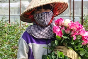 Hơn 100 triệu cành hoa hồng, hoa cúc...Đà Lạt đang chờ người mua