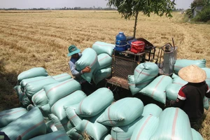 Giá lúa tăng nhẹ nhưng nhiều nông sản khác vẫn gặp khó