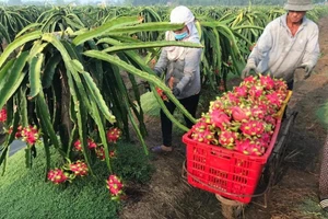 Trung Quốc tạm dừng nhập thanh long Việt Nam qua cầu phao tạm Đông Hưng