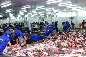Gần một nửa nhà máy chế biến cá tra ở ĐBSCL dừng hoạt động