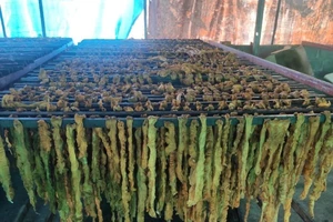 Kinh hoàng: 7,5 tấn lòng heo nhiễm dịch tả châu Phi suýt tuồn ra thị trường