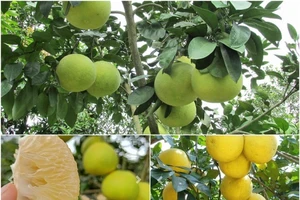 Tin vui: Trái bưởi của Việt Nam sắp xuất khẩu vào Mỹ