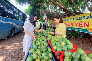 Xoài tròn đặc sản Sơn La hút khách, dù mất mùa nhưng được giá cao