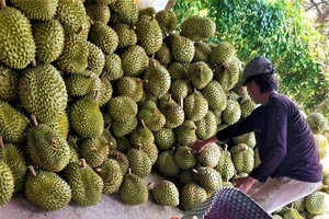 Vì sao nông sản Thái Lan bán sang Trung Quốc nhiều gấp 2 Việt Nam?