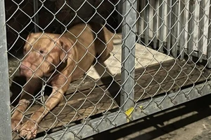 Chó pitbull cắn chết người: Cục Chăn nuôi đang xây dựng thông tư để quản lý chó, mèo