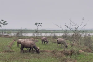 Cảnh báo bệnh than lây từ động vật sang người ở các tỉnh biên giới phía Bắc