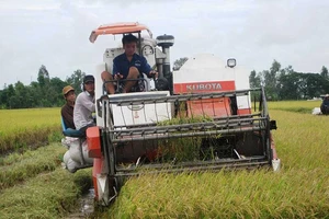 Giá gạo tăng kỉ lục, Việt Nam nâng diện tích lúa ở ĐBSCL 