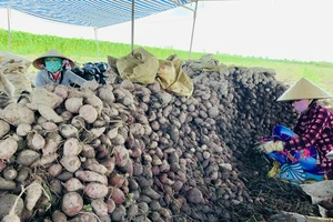 Bộ trưởng: 'Mỗi khi dùng từ giải cứu, nông sản liền rớt giá'