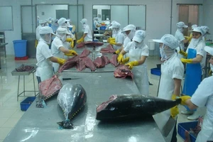 Xuất khẩu cá ngừ đóng hộp sang Hàn Quốc tăng khủng gần 500%