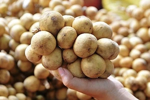 Bài học từ 10kg bòn bon bị Iceland cảnh báo