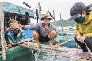 Đã rõ lý do tôm hùm bông Việt Nam xuất sang Trung Quốc bị ách tắc 