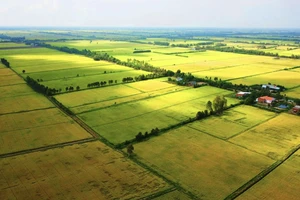 Chính phủ phê duyệt đề án trồng 1 triệu ha lúa chất lượng cao