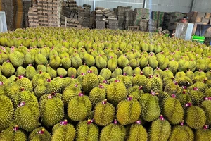 Chỉ đạo gấp vụ sầu riêng Việt bị Trung Quốc cảnh báo nhiễm cadimi